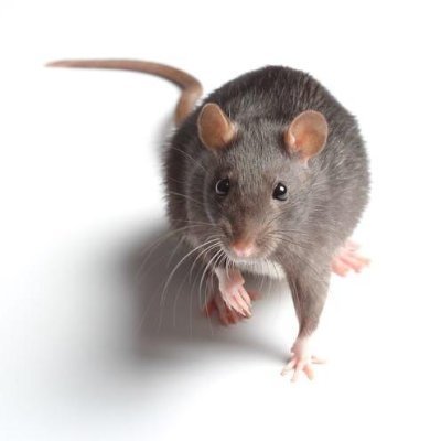 OfRodent's profile picture. Years in the shadows, living off crumby submissions. Still looking for pupillage; they say I have a rat's chance. I live in hope.