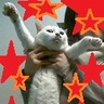 cattycay's profile picture. 通称ノコです。 三ヶ月ほど家を留守にしたら、新しい猫が甘えん坊になっていました。