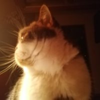 ゆーえんた (@youenta5517) Twitter profile photo