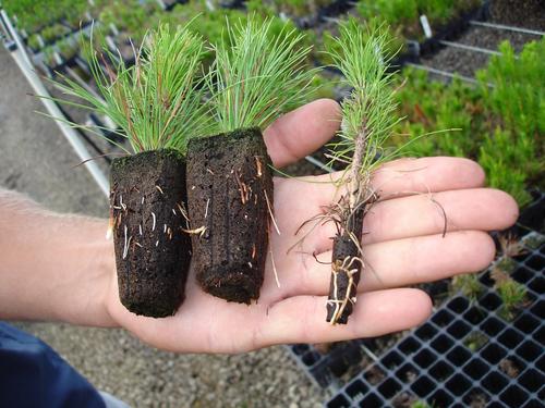 Dedicated to slowing climate change through tree breeding in plantation forests - another tool in the arsenal against global warming. See http://t.co/Z2q58GFnBr