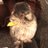 クロモフ シロモフのアイコン