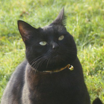 Life in the Radnor Hills with Sooty Cat, Thomas Kitten & Bella Kitten