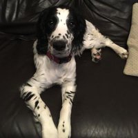 SusanS (@susab17) 's Twitter Profile