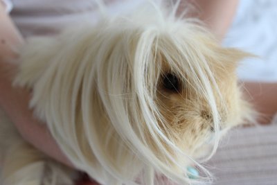 Our Guinea Pig & Skinny Pig family w all of our antics! We luv 2 popcorn, eat, play & cuddle! Fav sound - fridge door. Fav smell - banana. Fav food - Edible.