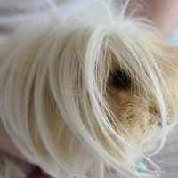 GuineaPigLove (@guineapiglove3) 's Twitter Profile