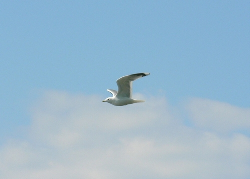 TeaFan1948's profile picture. Freedom of the speech and the right to freedom of investigations are two of our greatest democratic goods.- Try to follow back, but sometimes I'm just at limit.