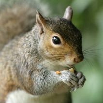 Bringing awareness to the population of Illinois State quad squirrels! DM us pics and vids of our favorite furry creatures!!!!!