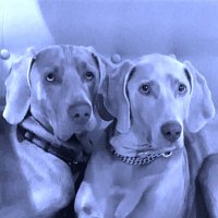 Blitz & Elsa (@blitzelsa) Twitter profile photo