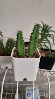 Bateyes4's profile picture. keep knowledge ✌️💪📒📱