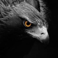 Black Eagle M.A. (@blackdeathheid) 's Twitter Profile Photo Black Eagle M.A. (@blackdeathheid) 's Twitter Profile Photo
