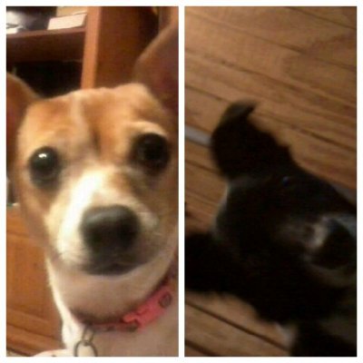 Dog mom to Lucy🐶 and Ethel🐶.Sometimes I sound off about current events. Love flowers and animals. All animal friends welcome!#followusfollowback#2rescue dogs!