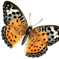 Natural Migrations (@nmigrations) 's Twitter Profile