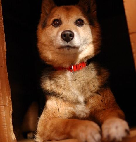 IT土方（36）
/B'z/柴犬/カメラ/Nikon D750, D40/写真/ギター/BTTF/ロードスター（NC1）/BMW F10