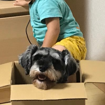 二児社畜マミー(7歳5歳) ミニチュアシュナウザー(ムスメ)と小学生&保育園児と社畜ダンナで毎日がサバイバル。世界中のシュナが愛おしい。週末も心やすまらず🥺