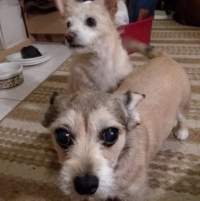 zehc57's profile picture. Just a lady that needs tweeter & my doggies to survive these crazy/tough times.