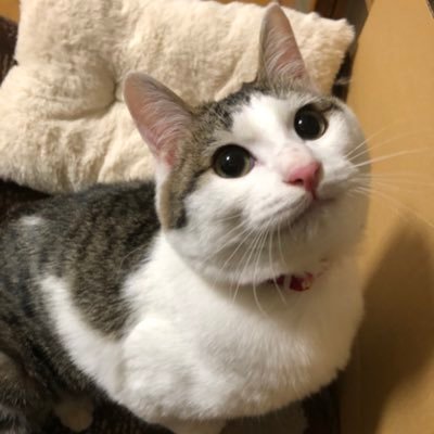 くるめ動物応援団 Lfihb365vbyvzmh Twitter
