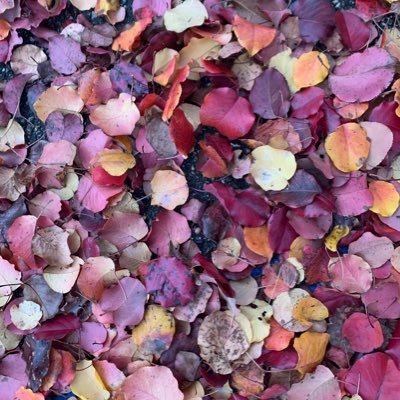 SuHall84441282's profile picture. Strive to be fair. Read FACTS b4 I make decisions. Blue dot in a red state! Love my boys! Cool boomer!