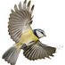 Oiseaux.net (@oiseaux_net) Twitter profile photo Oiseaux.net (@oiseaux_net) Twitter profile photo