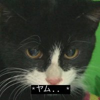 どうぶつ動画字幕bot(@Kritter_sub) 's Twitter Profile Photo