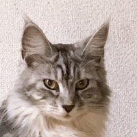 もちもち (@eb90aqikuspbncc) 's Twitter Profile