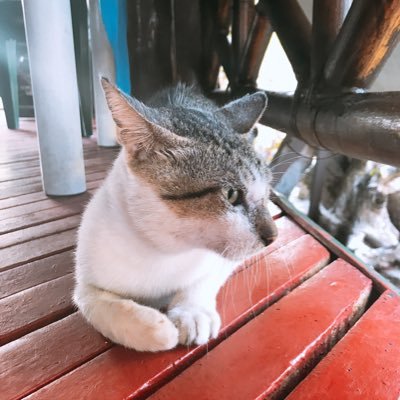 pipipip51243548's profile picture. 