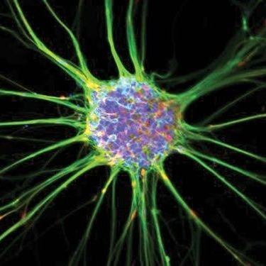 CoffeyLabFi's profile picture. We study kinases in the brain 🔬