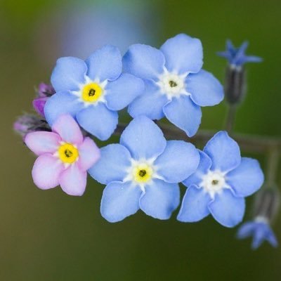 勿忘草さんのプロフィール画像