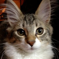 水月麻里央🌙 (@mizuki_mario) Twitter profile photo