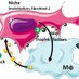 Bajenoff Lab (@bajenoffl) Twitter profile photo Bajenoff Lab (@bajenoffl) Twitter profile photo