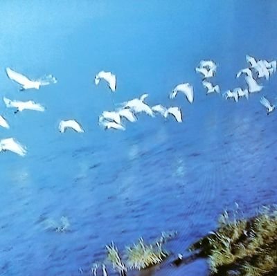 singsing39's profile picture. 