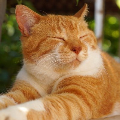 mycatcollection's profile picture. All the best kitties at one place!