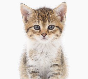 cutecatsdaily2's profile picture. Cutest kitties from around the world!