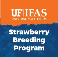 UF/IFAS Strawberry Breeding Program(@UfBreeding) 's Twitter Profile Photo