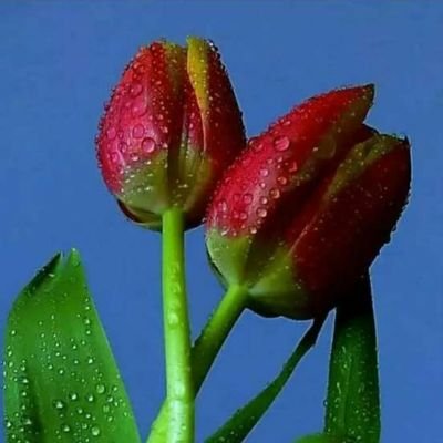 MANISHtheLION's profile picture. देशभक्त,
राष्ट्र हित की बात करनेवाला,
भ्रष्टाचारियों का काल,
मातारानी का लाडला,
कर्तव्यनिष्ठ,
एक ईमानदार शासकीय अधिकारी