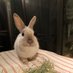 Rabbit Moffy 2020 (@moffy21631810) Twitter profile photo