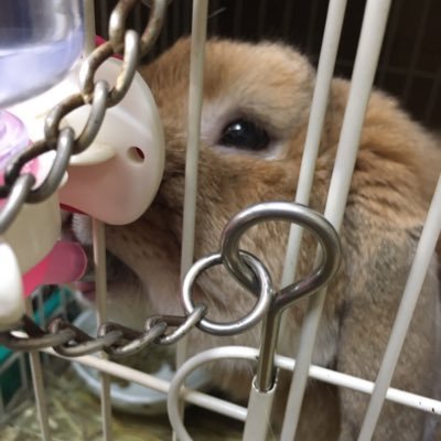 モコ鉄さんのプロフィール画像
