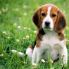 Total Dog Fanatic is an online dating site devoted to matching up pet lovers.  Join us and meet someone who shares your love of dogs!