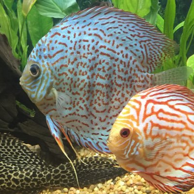 #symphysodon #discus #aquarium