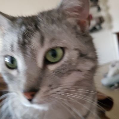 pmp626's profile picture. Veteran, Mom with 1 son, 3 cats...Proud liberal. Despise Trump and his crime family. Save our Planet from ignorance.   🌊🌊🌈🌎