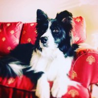 QuickTime (@quicktimemarch) 's Twitter Profile