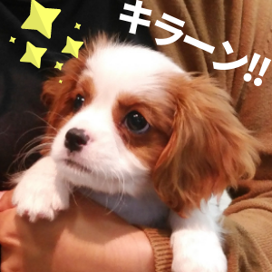保護犬キャバリア ペルシコス 初 ワクチン注射してきたよ I Have Been Vaccinated For The First Time 誰にでも懐くペル 先生にもしっぽフリフリでした A Dog That Misses Anyone キャバリア好きと繋がりたい