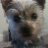I'm a 6 year old Yorkshire Terrier living in Kent, England. I love life and having fun