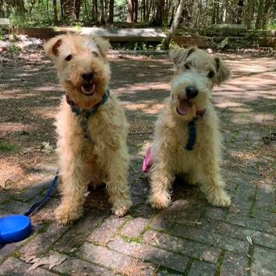 We be Lucy & Ruby! Lucy's official AKC name is Sherwood's Luv Lucy, Ruby's official AKC name is Wakefield Veritas Rockin Ruby Rose. 🌈Lucy was 17. 🌈Ruby is 7