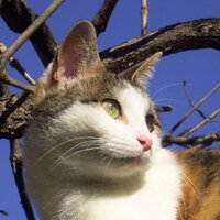 Jaye Whitney (@jayewhitney) 's Twitter Profile