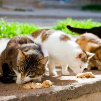 I gatti di Isola 🐱♥️(@RobertaFavalor2) 's Twitter Profile Photo