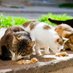 I gatti di Isola 🐱♥️ (@RobertaFavalor2) Twitter profile photo