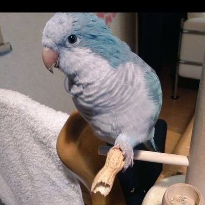 先代のセキセイのすーちゃん、チヨピコとのお別れを経て、2019年12月に、オキナインコのおきちゃんをお迎えしました。
鳥さんが大大大好きです。