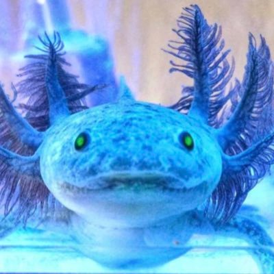 Baby Blue Axolotl Freemelee