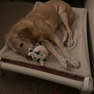 AmyLove74378673's profile picture. Mom of 3 girlies