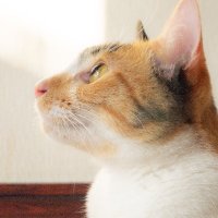 よしを👽🔪🦖🙉😼🐶 (@kaz58w) Twitter profile photo